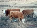 Just thought I'd add the cows from a week ago (63kb)