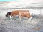 Cows invaded our backyard from the ranch on the other side of the fence (41kb)